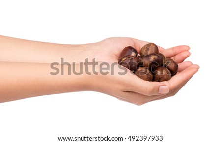 hand holding chestnuts isolated on white background