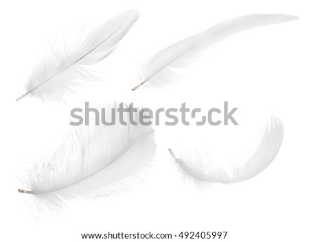 set of feather isolated on white background Royalty-Free Stock Photo #492405997