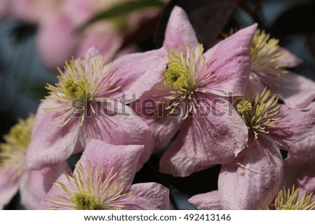 Spring Flower Clematis