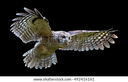 Isolated on black background, Tawny Owl, Strix aluco in first flight.  European small owl, juvenile bird just after leaving the nest. Juvenile plumage, outstretched wings, wildlife photography.