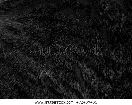 Natural fur of an animal on black and white photography Royalty-Free Stock Photo #492439435