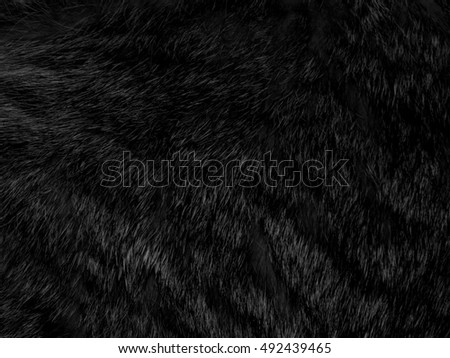 Natural fur of an animal on black and white photography Royalty-Free Stock Photo #492439465
