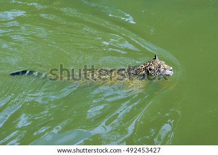 Jaguars swimming in canal.