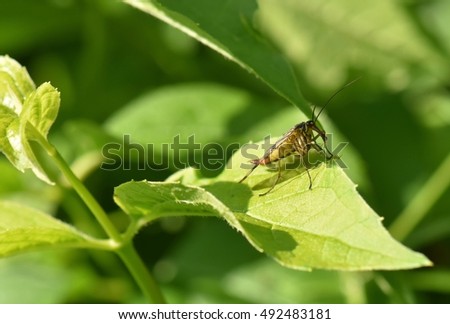 SCORPION FLY PANORPIDAE SITTING ON A GREEN LEAF