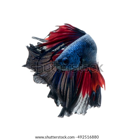 Capture the moving moment of red-blue siamese fighting fish isolated on white background.