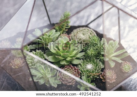 Florarium Glass vase with succulent plant. Miniature cactus succulent plant in a glass florarium vase