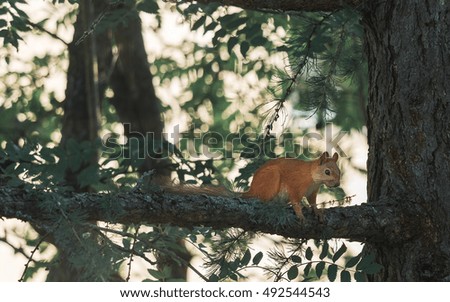 Red Squirrel Walking The Pine Tree Branch