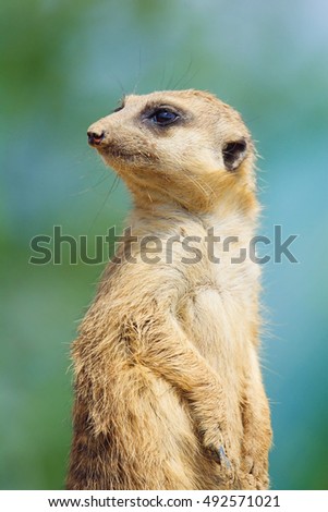 Suricate or meerkat (Suricata suricatta) It is on guard and looks around and patrolling the neighborhood