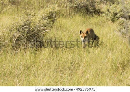 Red Fox Walking on the Grass