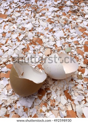 Eggshells 