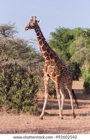 giraffe in Samburu National Park, Kenya Africa