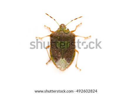 Close-up the stinkbug isolated in white background. Bug isolated on white background. Green stink bug (Nezara viridula). Water Drops On Bug. Close-up macro. Royalty-Free Stock Photo #492602824