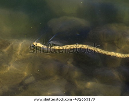 Dice snake, Natrix tessellata in river Danube