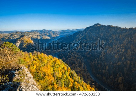 Autumn forest landscape-yellowed autumn trees and fallen autumn leaves.