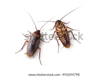 Cockroaches on isolated white background