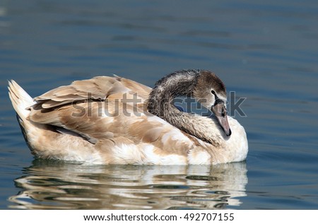 Young swan swimming in river Danube , Belgrade ,Serbia.