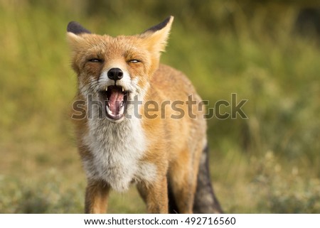 Red Fox with a Funny Face