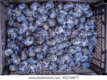 Fresh Ripe Plums or Blackthorns Texture, violet blue red purple sweet fresh organic plum as background, top view of juicy natural plums with tails, high quality resolution