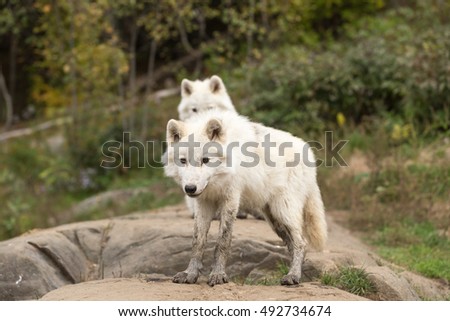 Arctic Wolves in fall