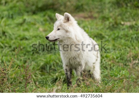 An Arctic Wolf pup in fall