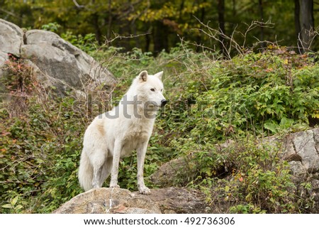 Arctic Wolf in the fall
