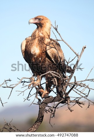A Wedge-tailed Eagle in central Australia.