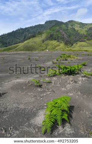 This photo was shot from Savannah behind the Bromo volcano in Bromo Tengger Semeru National Park, East Java, Indonesia