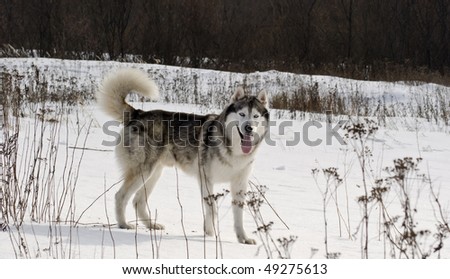 Picture of a siberian husky in a steppe landscape