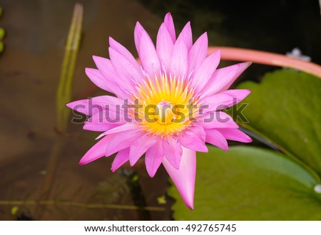 pink color fresh lotus blossom or water lily flower blooming on pond background