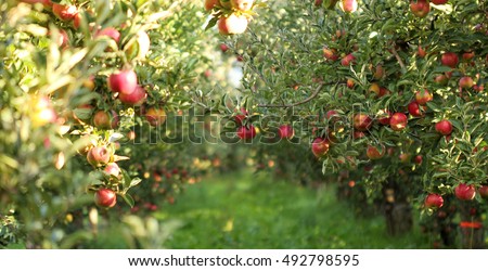 picture of a Ripe Apples in Orchard ready for harvesting,Morning shot Royalty-Free Stock Photo #492798595