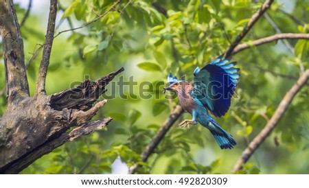Indian roller in Bardia national park, Nepal ; specie Coracias benghalensis family of Coraciidae  Royalty-Free Stock Photo #492820309