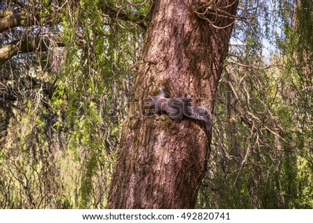 Animals in wildlife. Amazing picture of beautiful squirrel sitting on a high tree with green leaves