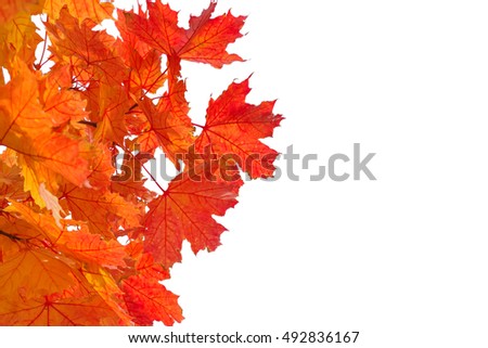 Autumn tree. Red or Orange leaves isolated on white background. Design element