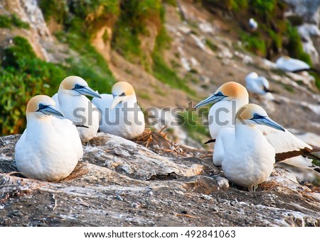 Muriwai Gannet Colony, Muriwai Regional Park, West Coast of the North Island in Auckland,New Zealand Royalty-Free Stock Photo #492841063