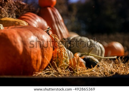 Pumpkin Patch Farm Series - Big and fresh pumpkins on the stand 1