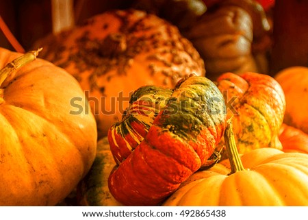 Pumpkin Patch Farm Series - Beautiful well grown yellow pumpkin 2