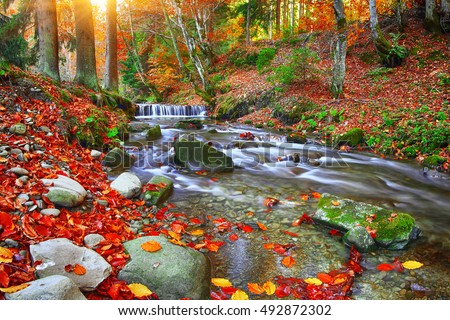 Autumnal forest, rocks covered with moss, fallen leaves. Mountain river with rapids and waterfalls at autumn time. Carpathian.