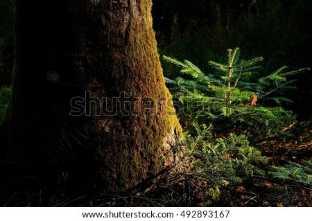 Young Fir Tree in a darkest forest in tuscany mountains. Italy Royalty-Free Stock Photo #492893167