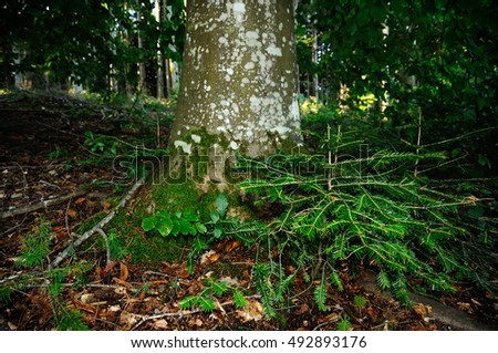 Young Fir Tree in a darkest forest in tuscany mountains. Italy Royalty-Free Stock Photo #492893176
