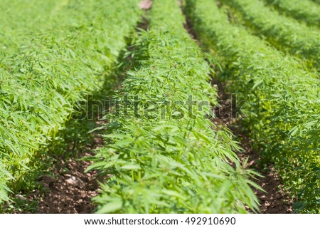 Field of hemp. Cannabis Sativa. Industrial kind (technical cannabis) Royalty-Free Stock Photo #492910690
