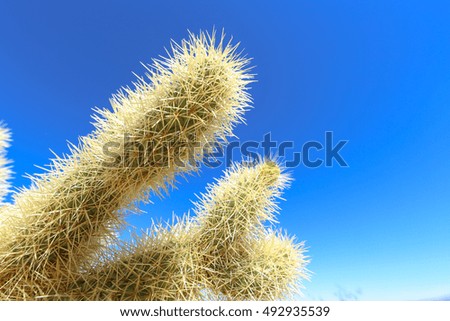 Cactus Forest

