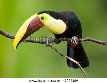 Chestnut-mandibled Toucan or Swainsons Toucan - Ramphastos swainsonii,  from Central America.