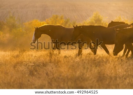 Horse herd move in sunlight at sunset