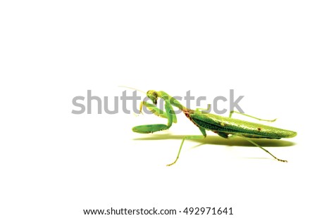Mantis on white background. Closeup image of mantis. Soothsayer or mantis green insect. Mantis portrait. Grass green Mantodea from tropical nature. Mantis isolated picture with text place