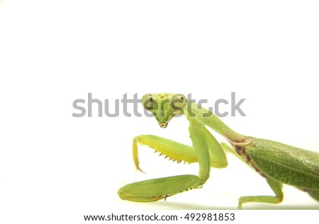 Mantis on white background. Closeup image of mantis. Soothsayer or mantis green insect. Mantis head and arms. Grass green Mantodea from tropical nature. Mantis isolated picture with text place