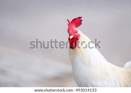 Chicken (rooster Thailand) white feathers, red crest  ,   White chicken hen that has one foot raised to start walking. (white rooster)