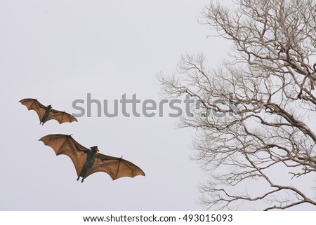 Bat silhouettes with colorful lighting - Halloween festival