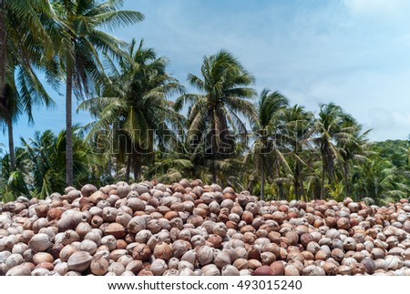 coconut field coconuts tree and dry coconut samui and phangan island