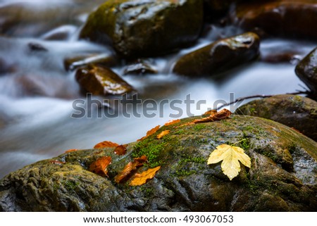 wet stones and autumn leafs in mountains stream