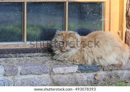 Cute Red Cat sleeping on a windowsill, sunny day, outdoors and space, daylight, original photo